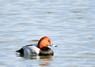 [pochard2]