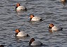 [pochard3]