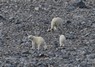 [polarbear10]