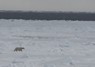 [polarbear2]