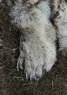 [polarbear3]