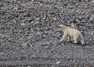 [polarbear6]