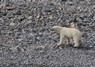 [polarbear7]