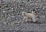 [polarbear9]