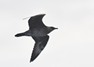 [pomarineskua2]