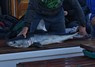 [porbeagle1]