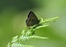 [purplehairstreak2]