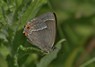 [purplehairstreak4]