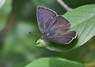 [purplehairstreak5]