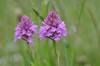 [pyramidalorchid2]