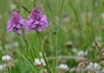 [pyramidalorchid3]