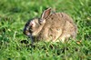 [rabbit3]