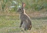 [rabbit4]