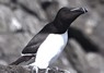 [razorbill12]