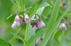 [rcomfrey1]