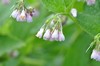 [rcomfrey2]