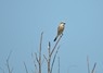 [redbshrike1]