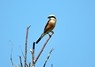 [redbshrike2]