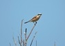 [redbshrike3]