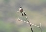 [redbshrike4]