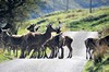 [reddeer14]