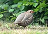 [redleggedpartridge2]