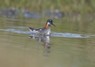 [redneckedphalarope1]