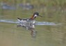 [redneckedphalarope2]
