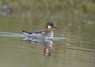 [redneckedphalarope3]