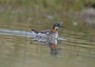 [redneckedphalarope4]