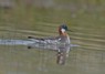 [redneckedphalarope5]