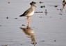 [redshank1]