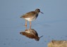 [redshank16]