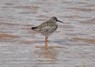 [redshank2]