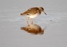 [redshank3]