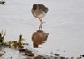 [redshank5]