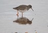 [redshank6]