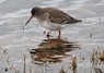 [redshank7]