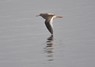 [redshank9]