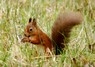 [redsquirrel1]