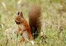 [redsquirrel2]