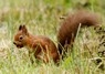 [redsquirrel3]