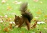 [redsquirrel4]