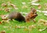 [redsquirrel5]