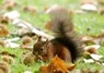 [redsquirrel6]