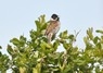 [reedbunting10]