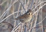 [reedbunting22]