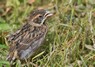 [reedbunting23]