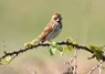 [reedbunting9]