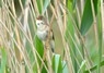 [reedwarbler1]